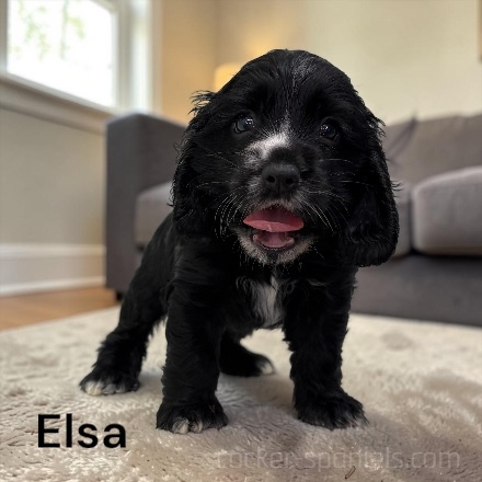 puppy, for, sale, Cocker Spaniel, Joe & Cherri  Overlease, dog, breeder, Miller, MO, dog-breeder, puppy-for-sale, forsale, nearby, find, puppyfind, locator, puppylocator, aca